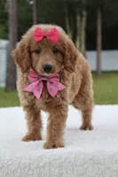 Hope - Minj , a female Goldendoodle and Miniature Goldendoodle for sale in Frostproof, FL – 5 of 7