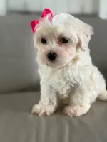 Princess , a female Morkie for sale in Frostproof, FL – 8 of 10