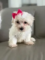 Princess , a female Morkie for sale in Frostproof, FL – 2 of 10