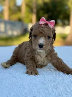 Carly - F1bb Toy Goldendoodle , a female Goldendoodle and Miniature Goldendoodle for sale in Frostproof, FL – 7 of 7