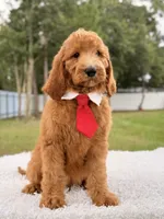 Peanut, a male Goldendoodle for sale in Frostproof, FL – 1 of 9