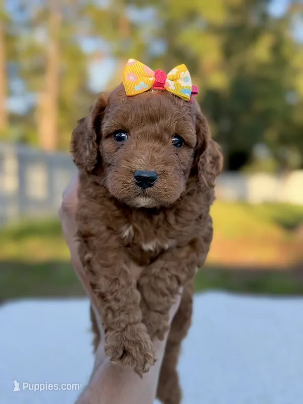 Cora - F1bb Toy Goldendoodle female  – Goldendoodle, Miniature Goldendoodle puppy for sale in Frostproof, FL