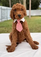 Eddie - F1b Stamdard Goldendoodle Male, a male Goldendoodle for sale in Frostproof, FL – 6 of 9