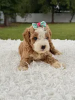 Romy - Toy , a female Miniature Goldendoodle for sale in Frostproof, FL – 2 of 10