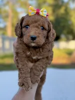Cora - F1bb Toy Goldendoodle female , a female Goldendoodle and Miniature Goldendoodle for sale in Frostproof, FL – 9 of 9