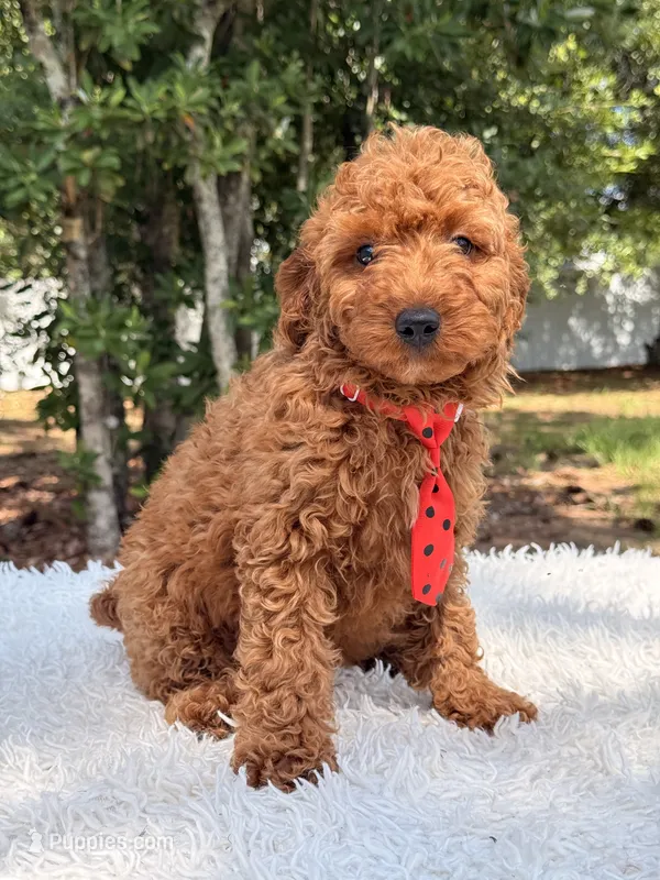 Elfie - F1bb Mini Cavapoo – Cavapoo puppy for sale in Frostproof, FL