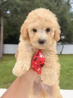 Dallas - Toy Goldendoodle , a male Miniature Goldendoodle for sale in Frostproof, FL – 2 of 8