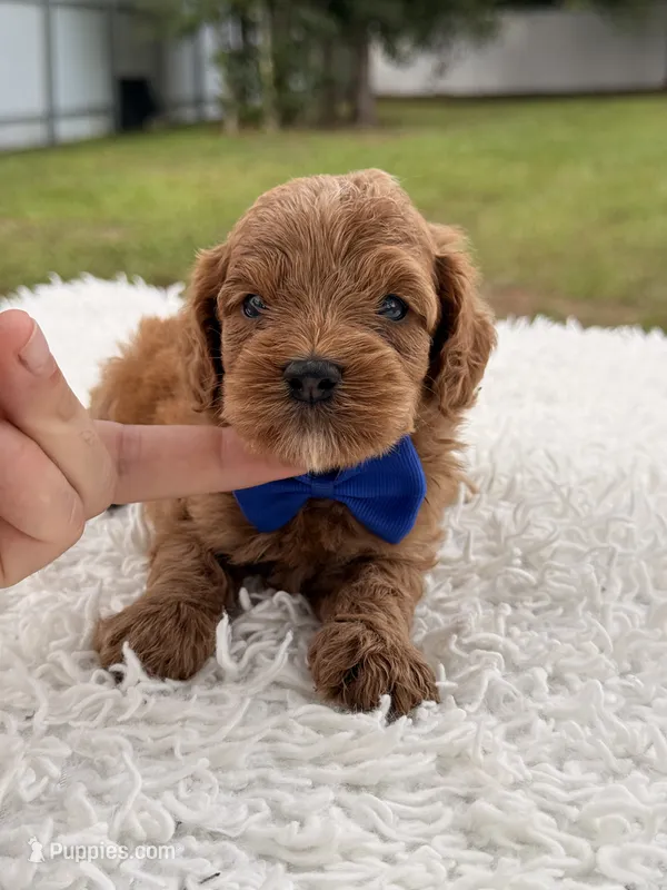 Simba - Micro Goldendoodle  – Miniature Goldendoodle puppy for sale in Frostproof, FL