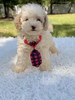 Galaxy , a male Miniature Bernedoodle for sale in Frostproof, FL – 6 of 10