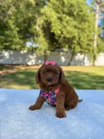 Rose - Micro, a female Miniature Bernedoodle for sale in Frostproof, FL – 6 of 9