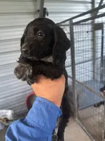 Thea, a female English Cocker Spaniel for sale in McRae, GA – 2 of 2