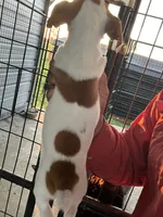 Dixie, a female Jack Russell Terrier for sale in McRae, GA – 2 of 2