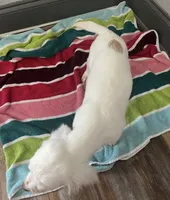 Ghost, a female English Cocker Spaniel for sale in McRae, GA – Photo 2 of 2