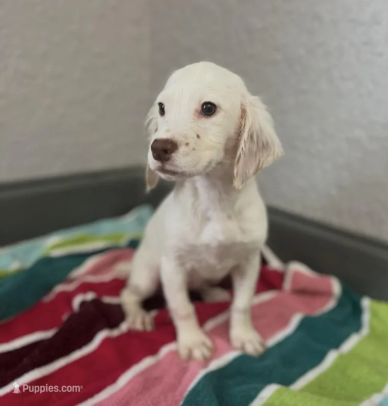 Ghost – English Cocker Spaniel puppy for sale in McRae, GA