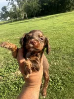 Star, a female English Cocker Spaniel for sale in McRae, GA – 2 of 3