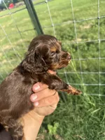 Rose, a female English Cocker Spaniel for sale in McRae, GA – 2 of 3