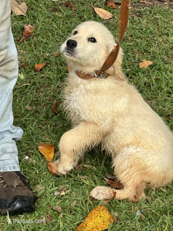 Duke – Golden Retriever puppy for sale in McRae, GA