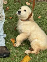 Duke, a male Golden Retriever for sale in McRae, GA – 1 of 3