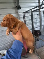 Rocket, a male English Cocker Spaniel for sale in McRae, GA – 3 of 3