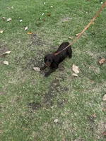 Coco, a female English Cocker Spaniel for sale in McRae, GA – 2 of 2