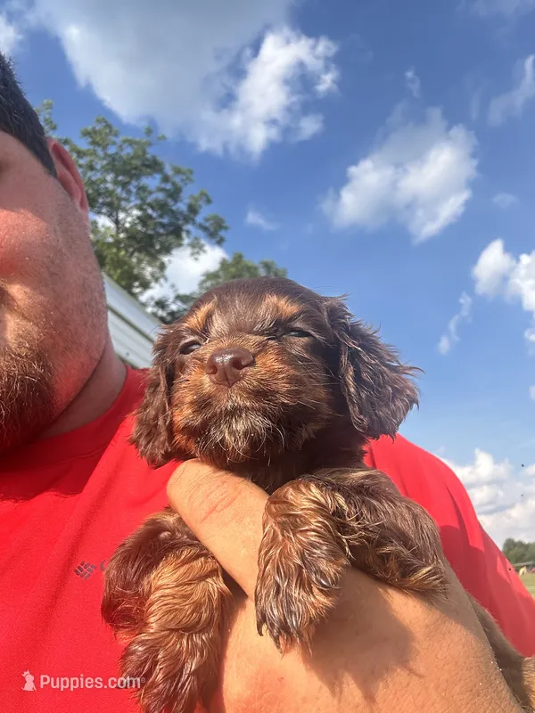 Rose – English Cocker Spaniel puppy for sale in McRae, GA