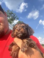 Rose, a female English Cocker Spaniel for sale in McRae, GA – 1 of 3