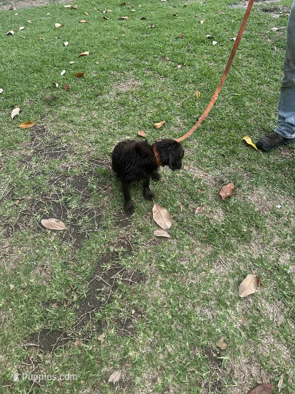 Coco – English Cocker Spaniel puppy for sale in McRae, GA