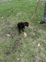 Coco, a female English Cocker Spaniel for sale in McRae, GA – 1 of 2
