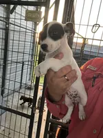 Daisy, a female Jack Russell Terrier for sale in McRae, GA – 4 of 4