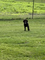 Honey, a female Boykin Spaniel for sale in McRae, GA – 4 of 4
