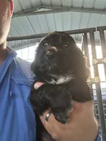 Sammy, a male English Cocker Spaniel for sale in McRae, GA – 1 of 2