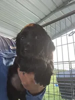 Sammy, a male English Cocker Spaniel for sale in McRae, GA – 2 of 2