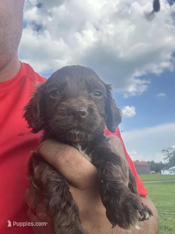 Junior  – English Cocker Spaniel puppy for sale in McRae, GA