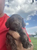 Junior , a male English Cocker Spaniel for sale in McRae, GA – 1 of 2