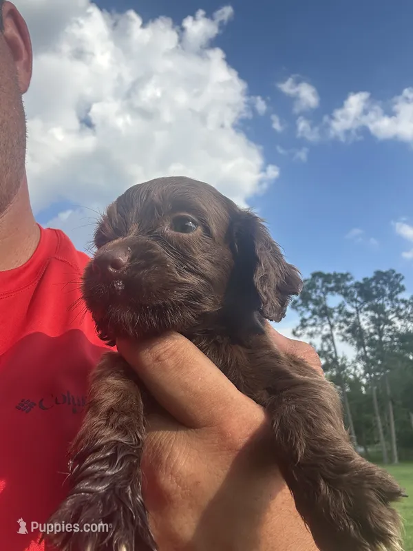 Cookie – English Cocker Spaniel puppy for sale in McRae, GA