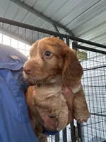 Rocket, a male English Cocker Spaniel for sale in McRae, GA – 2 of 3