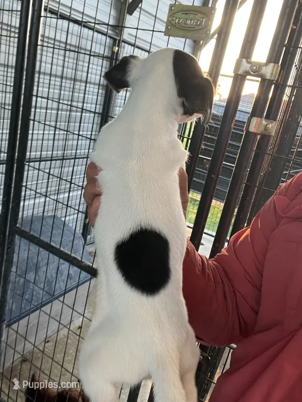 Daisy – Jack Russell Terrier puppy for sale in McRae, GA