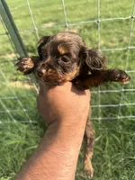 Rose, a female English Cocker Spaniel for sale in McRae, GA – 3 of 3