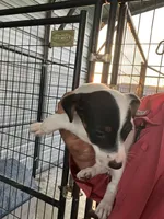 Daisy, a female Jack Russell Terrier for sale in McRae, GA – 2 of 4