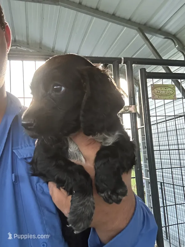 Thea – English Cocker Spaniel puppy for sale in McRae, GA