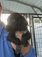 Thea, a female English Cocker Spaniel for sale in McRae, GA – 1 of 2