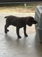 Drake , a male Boykin Spaniel for sale in McRae, GA – Photo 2 of 2