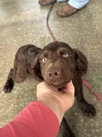 Drake , a male Boykin Spaniel for sale in McRae, GA – Photo 1 of 2
