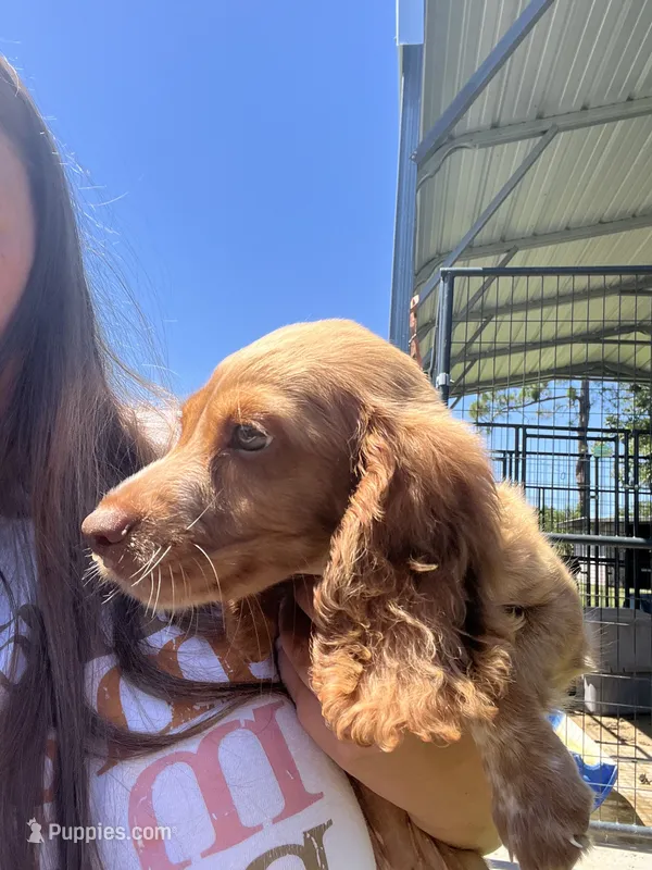 Ruby – English Cocker Spaniel puppy for sale in McRae, GA
