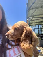 Ruby, a female English Cocker Spaniel for sale in McRae, GA – 1 of 2