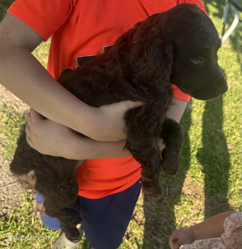 Leah – Boykin Spaniel puppy for sale in McRae, GA