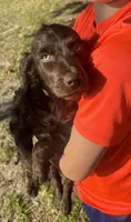 Leah, a female Boykin Spaniel for sale in McRae, GA – Photo 2 of 2
