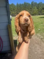 Ruby, a female English Cocker Spaniel for sale in McRae, GA – 2 of 2