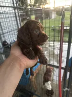 Junior , a male English Cocker Spaniel for sale in McRae, GA – 3 of 3