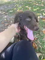 Honey, a female Boykin Spaniel for sale in McRae, GA – 2 of 3